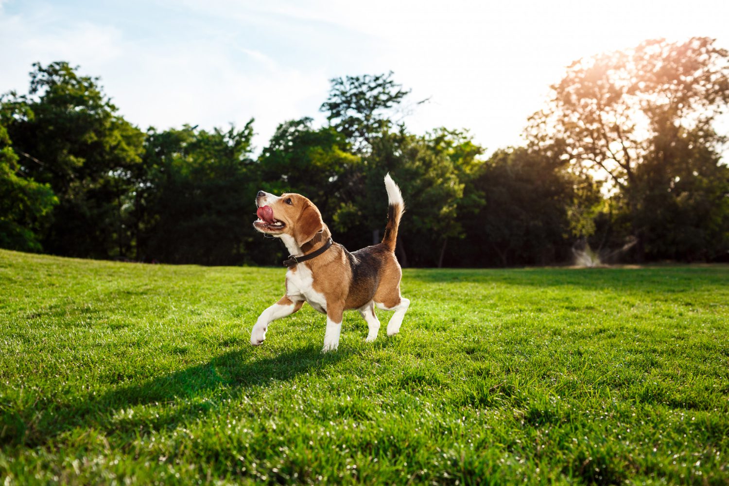 funny-happy-beagle-dog-walking-playing-park Parks & Dog Park Nearby
