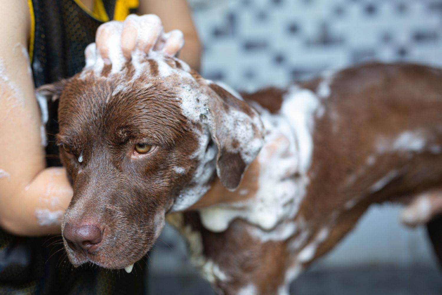 young-woman-taking-bath-with-her-favorite-dog-world-dog-love-day-concept Pet Wash Station